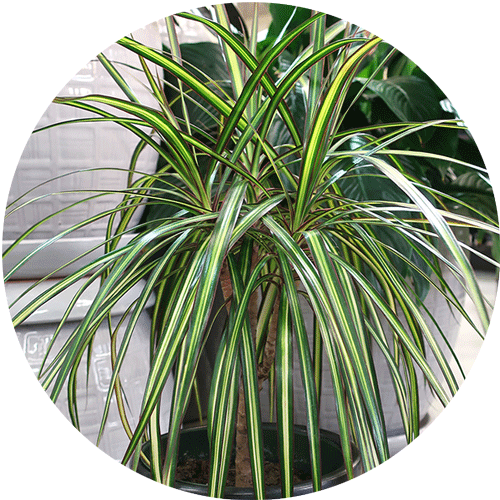 A Dracaena houseplant with long spiky green leaves.